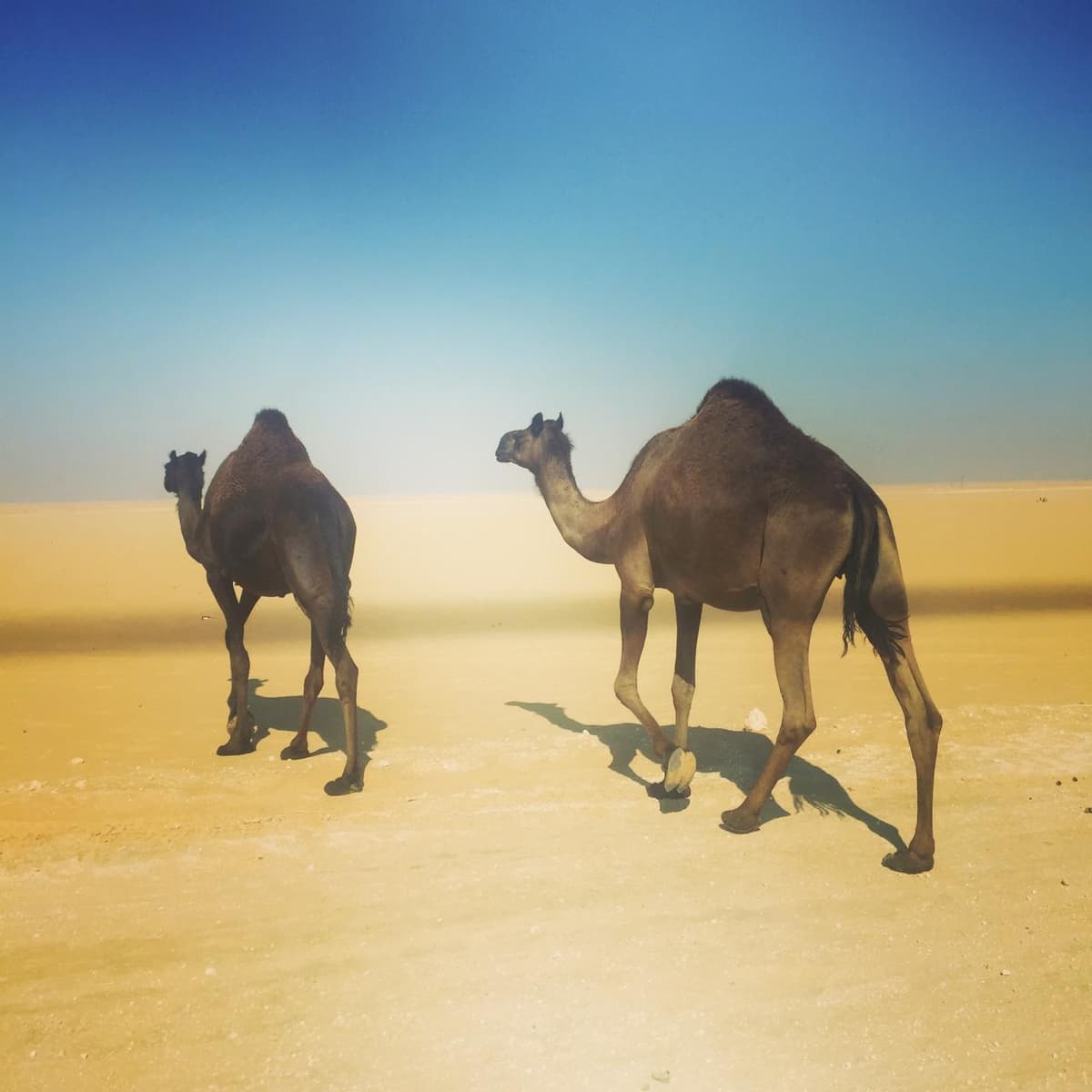 Camels in the desert